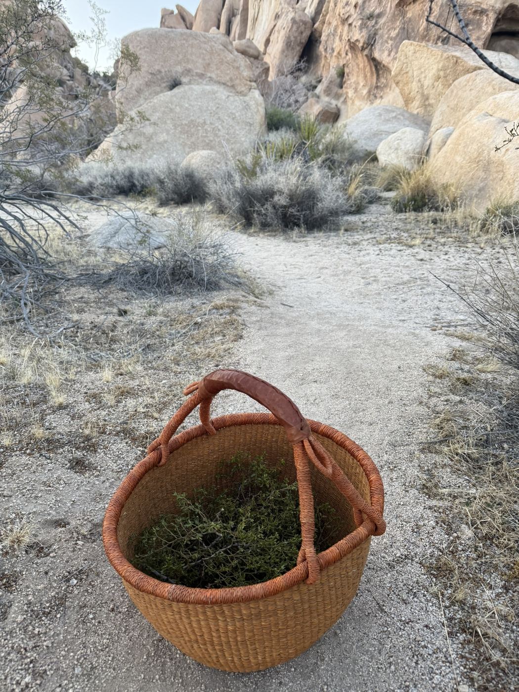 A woven forage basket of green plants on a sandy desert path